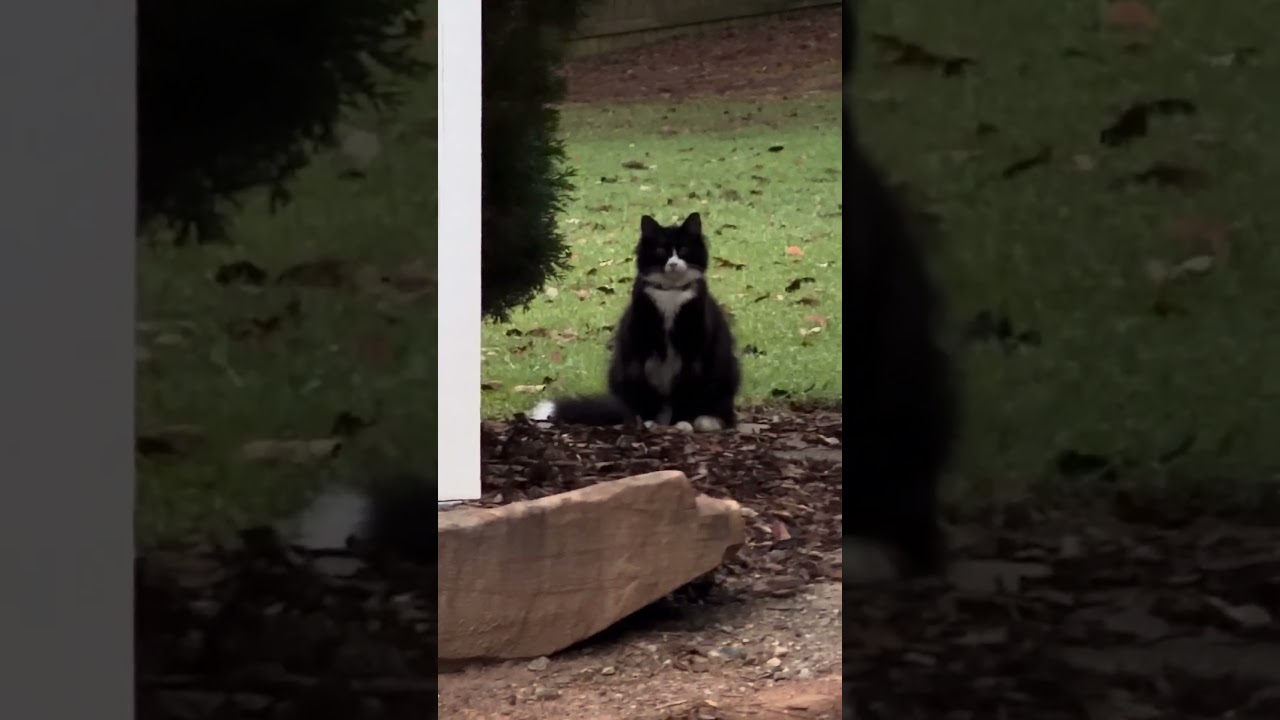 Another cat?||#cat #catshort #fyp