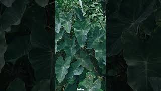 Forest #shorts #fogline #usa