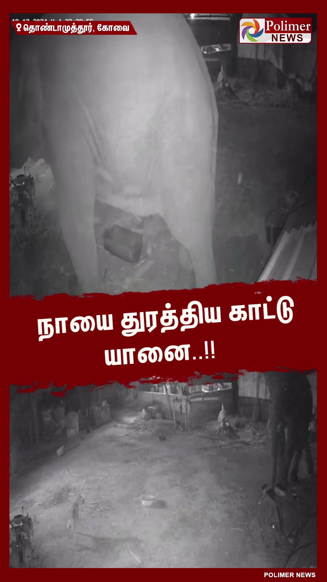 நாயை துரத்திய காட்டு யானை..!! #shorts | #elephant | #dog | #cctv
