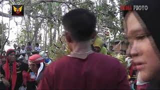 DITOLAK ORA YA?    CINTA BAYANGAN   ¦ Live Singa Barong ¦ Produksi ERINA  FHOTO 15 Oktober 2019