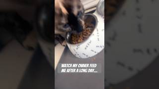 Here’s me eating my yummy cat food after sleeping all day.🐈 #cat #catshorts #catvideos