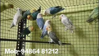African Birds Lot Available Nagercoilarumanai. Mob-94864 81212.