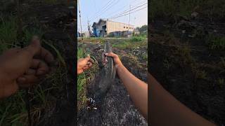 strik gabus babon pake joram xul #fishing #mancingmantap #kalimalang #castingikangabus