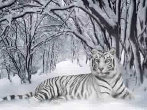 Igor S — Igor S. - Walking On The Ocean