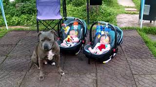 Pit Bull Protecting Twin Babies. Nanny Dog. Update Diesel Was Poisoned By My Neighbor. Rip My Love.