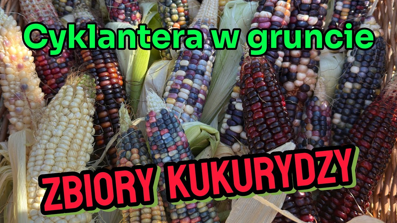 Cyklantera w gruncie i zbiory kukurydzy 