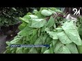 GABON SÉCURITÉ ALIMENTAIRE : PRODUCTION ET CONSERVATION DES LÉGUMES EN QUESTION.