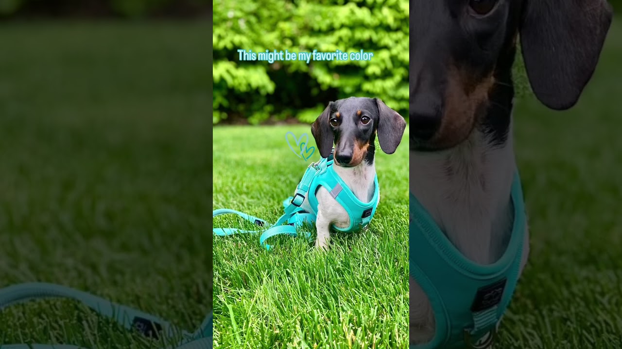 Strutting in Fifth Ave Blue 💙 | Stylish Dog Walking Set by Dogistry 🐾✨