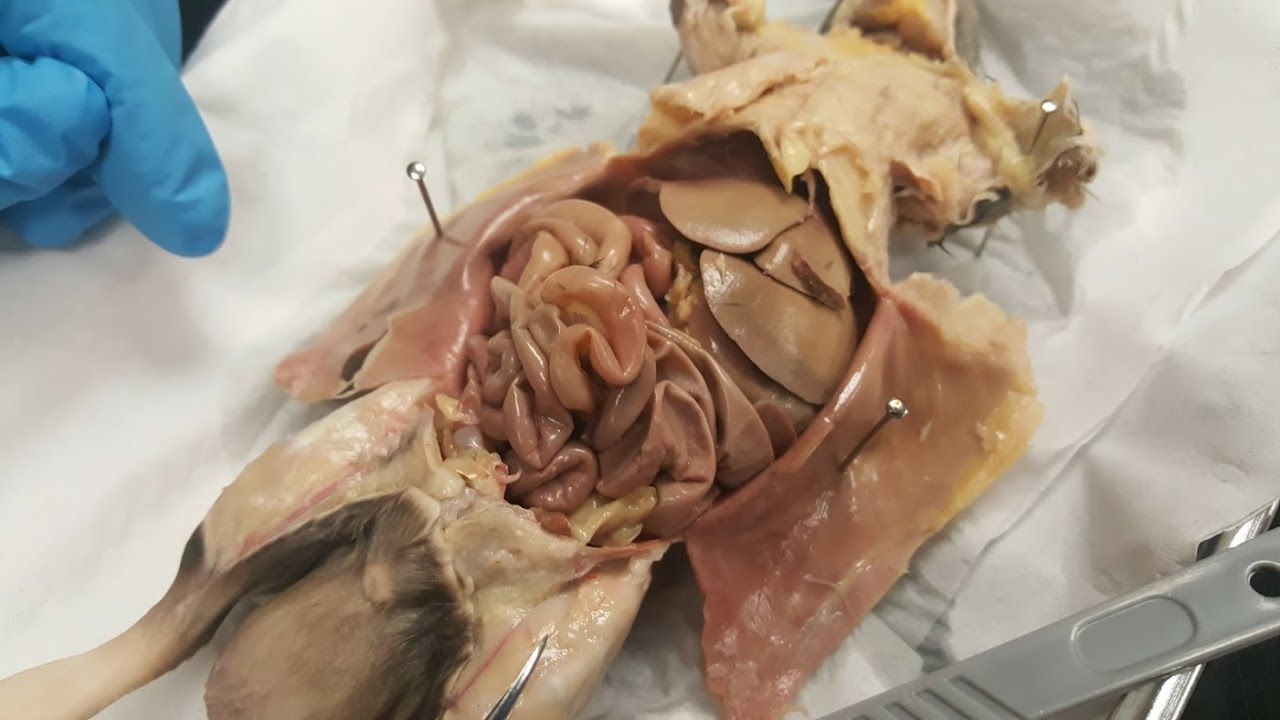 Rat Dissection - YouTube