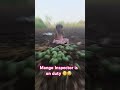 “Mission Mongo” currently in progress 🧐😅!! #viral #cute #ytshorts #cutenessoverload #mango #trend