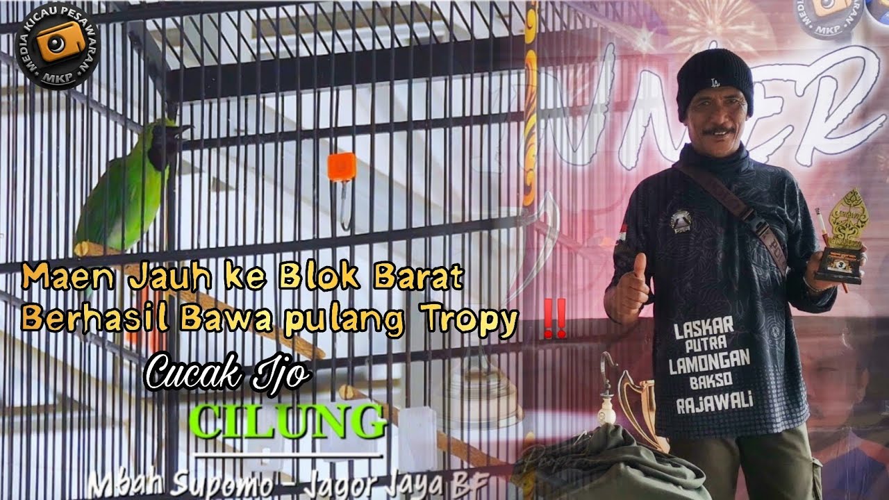 Maen Jauh Masih bisa bawa pulang tropy‼️ Cucak ijo cilung mbah Supomo JAGOR JAYA BF‼️ 