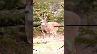 Big Wild Deer Hunting | Perfect Shot You Won’t Believe! 🇺🇸 #deerhunting #moose #chasse #охота