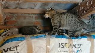 Бездомная кошка на территории Кота Сени 野生の猫の領土にいる野良猫。