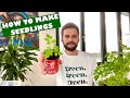 How to make seedlings