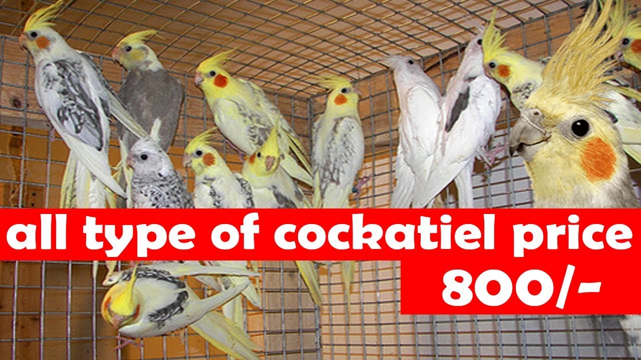 cockatiel bird cost