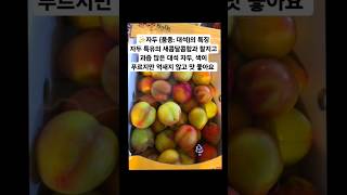 자두 (품종: 대석)의 특징자두 특유의 새콤달콤함과 찰지고 과즙 많은 대석 자두입니다 색이 푸르지만 억새지 않고 맛 좋아요 #자두맛 #자두특징 #대석자두