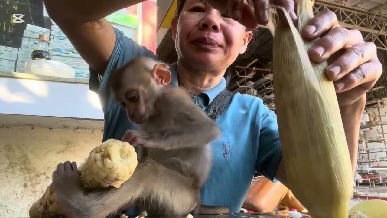 Mary eats sweet papaya #animals #monkey #asmr
