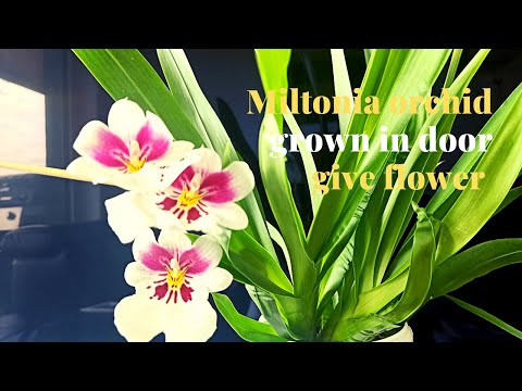 Video: Pansy Orchid Trồng - Cách Trồng Cây Lan Miltonia