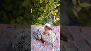 Feeding baby pigeons by hand/تغذية صغار الحمام باليد #shorts #pigon #kabutar #tiktok #viral