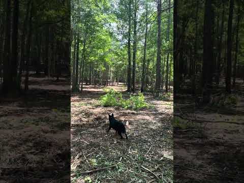 Land Management