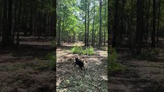 Land Management