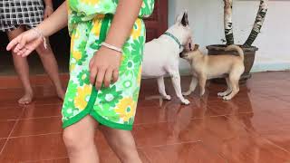 Bull Terrier When Chopper Meet A Puppy