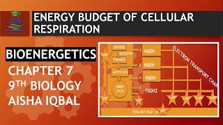 Energy Budget Of Respiration - Biology Class 9
