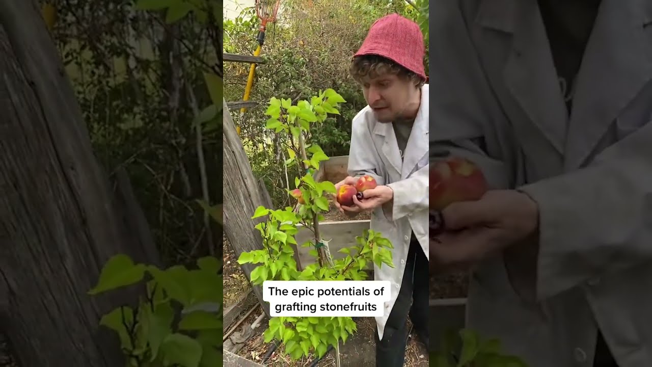 The epic potentials of GRAFTING STONEFRUIT! 
