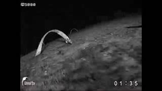 Night Racing With 5 Prototype