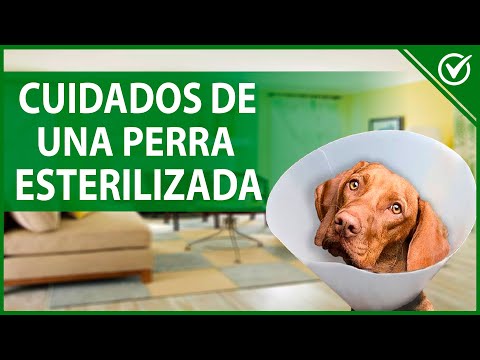 Video: ¿Cuánto tiempo dura la recuperación cuando un perro es esterilizado?