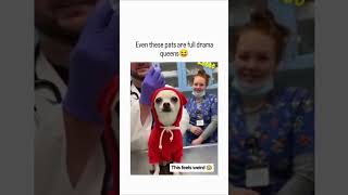 funny animals, cute pets, funny cat videos, cute dog moments, animal antics, funny pet