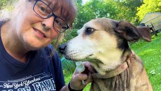 Pipot Skin Spray For Dogs,Supports Skin Infections And Irritations