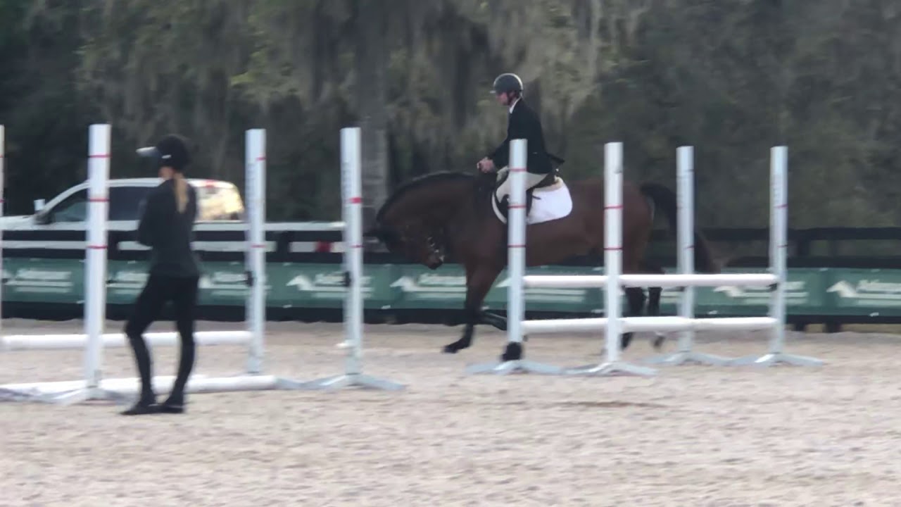 Kahluno (Numero Uno x Denali H) 2015 gelding trot March 2020 Ocala