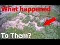 WW1 Trenches After the War - What Happened?