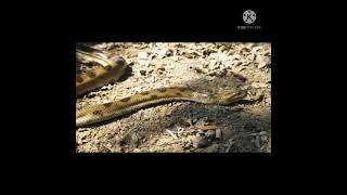 anaconda snake simulator | anaconda snake movie #shorts screenshot 2