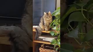 Bram the Cat Brazenly Bats at Plant || ViralHog