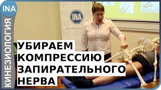 Убираем компрессию запирательного нерва. Кинезиология. Л.Ф.Васильева