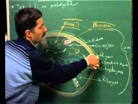 Canlılar-2 ; TEOG