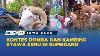 Etawa Sheep and Goat Contest Held in Sumedang