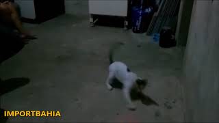 Laser para gatos😻 screenshot 4