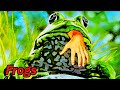 Bad movie review  frogs 1972 starring sam elliott