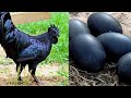 Most Unique & Strange Bird Eggs 🥚