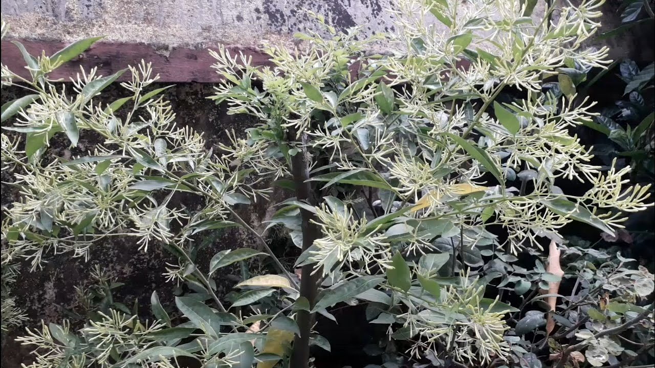 THOUSANDS OF BLOOMS IN MY NIGHT BLOOMING JASMINE YouTube