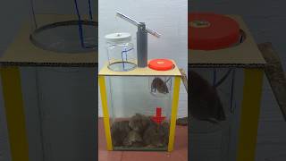 The Most Modern Homemade Mouse Trap Idea // Mouse Trap 2#Rattrap #Mousetrap