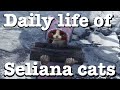 MHW Iceborne: The daily lives of Seliana cats