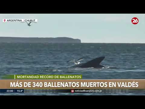 🚨 MISTERIO EN EL MAR ARGENTINO | Ballenas aparecieron muertas en pocos días