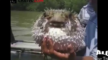 Cách cá nóc tự vệ trước kẻ thù, nhìn đáng yêu ghê chưa