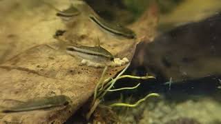 Corydoras Pygmaeus