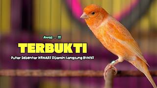 Suara PANCINGAN KENARI PAUD Belajar Bunyi Ngeriwik Kenari GACOR Panjang || Masteran Kenari Paud #817