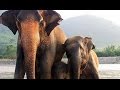 The Golden Triangle Asian Elephant Foundation by White and Wong